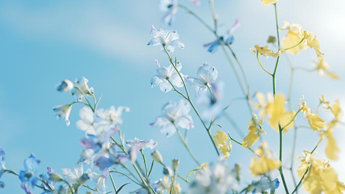 Bloom