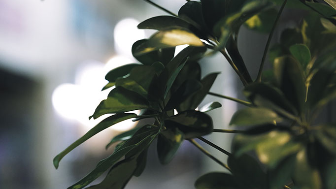 Deep Green-L